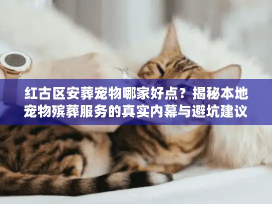 红古区安葬宠物哪家好点？揭秘本地宠物殡葬服务的真实内幕与避坑建议