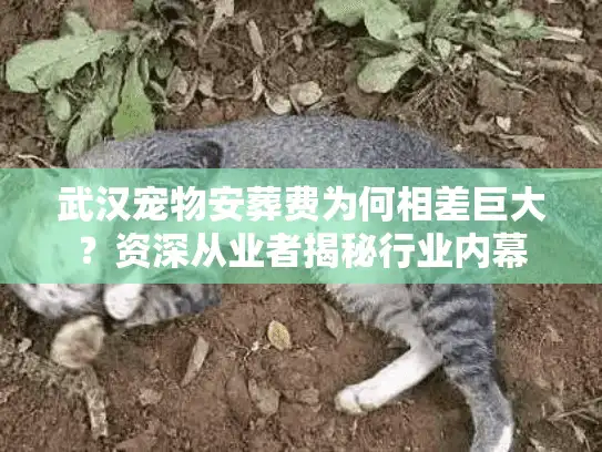 武汉宠物安葬费为何相差巨大？资深从业者揭秘行业内幕