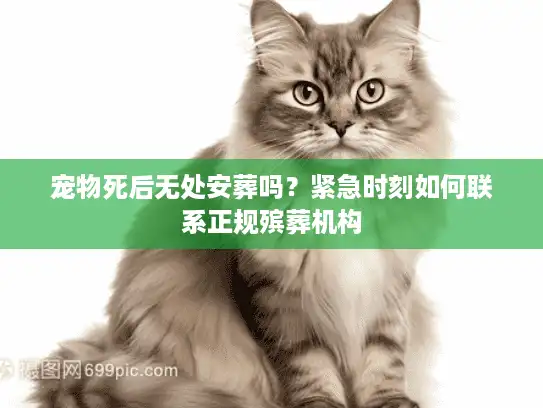 宠物死后无处安葬吗？紧急时刻如何联系正规殡葬机构