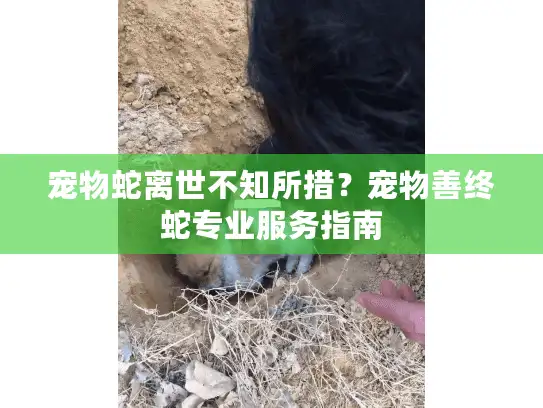 宠物蛇离世不知所措？宠物善终蛇专业服务指南