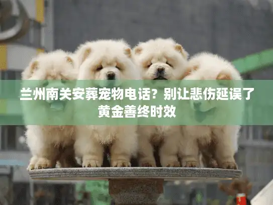 兰州南关安葬宠物电话？别让悲伤延误了黄金善终时效