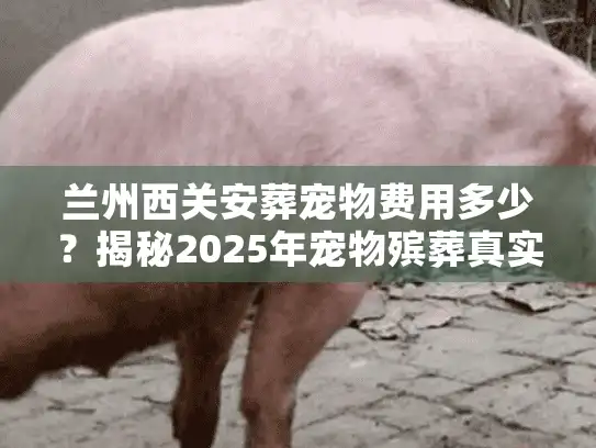 兰州西关安葬宠物费用多少？揭秘2025年宠物殡葬真实报价