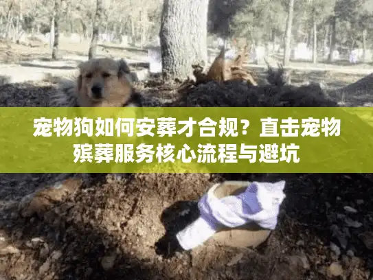 宠物狗如何安葬才合规？直击宠物殡葬服务核心流程与避坑