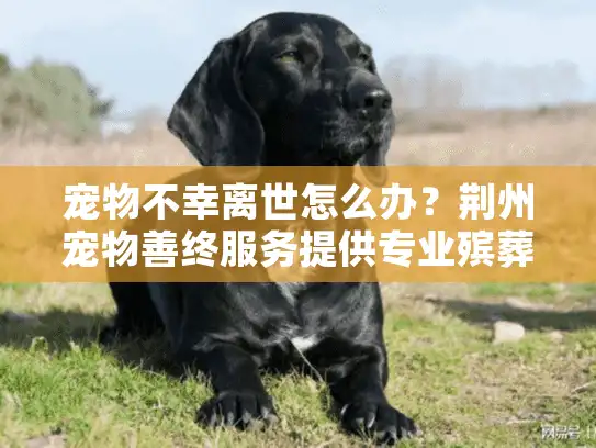 宠物不幸离世怎么办？荆州宠物善终服务提供专业殡葬支持