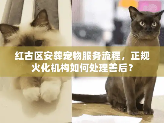 红古区安葬宠物服务流程，正规火化机构如何处理善后？