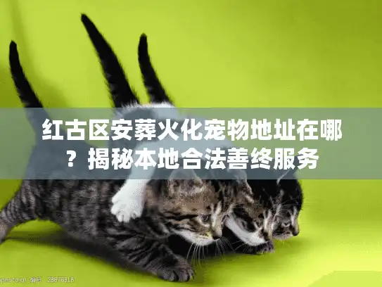 红古区安葬火化宠物地址在哪？揭秘本地合法善终服务
