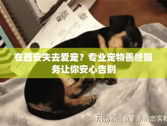在西安失去爱宠？专业宠物善终服务让你安心告别