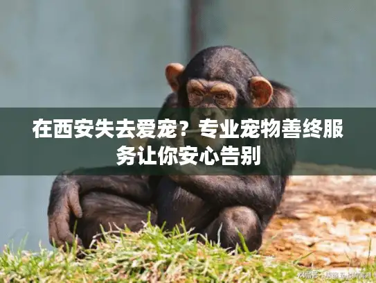 在西安失去爱宠？专业宠物善终服务让你安心告别