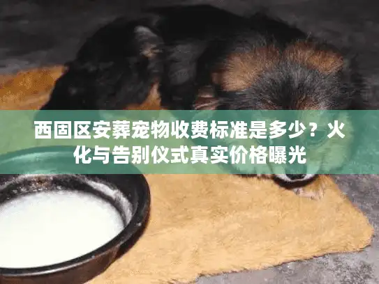 西固区安葬宠物收费标准是多少？火化与告别仪式真实价格曝光