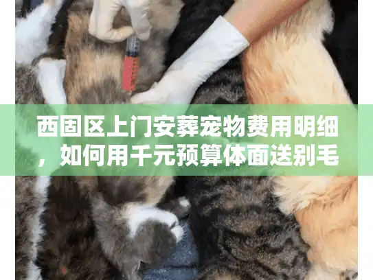 西固区上门安葬宠物费用明细，如何用千元预算体面送别毛孩子？
