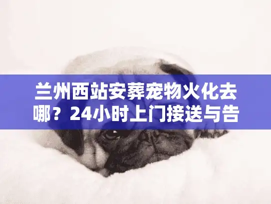 兰州西站安葬宠物火化去哪？24小时上门接送与告别仪式全流程