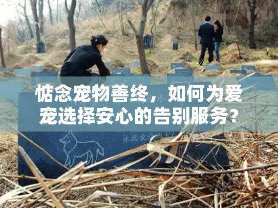 惦念宠物善终，如何为爱宠选择安心的告别服务？