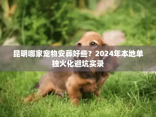 昆明哪家宠物安葬好些？2024年本地单独火化避坑实录