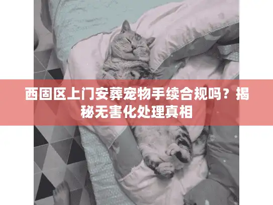 西固区上门安葬宠物手续合规吗？揭秘无害化处理真相