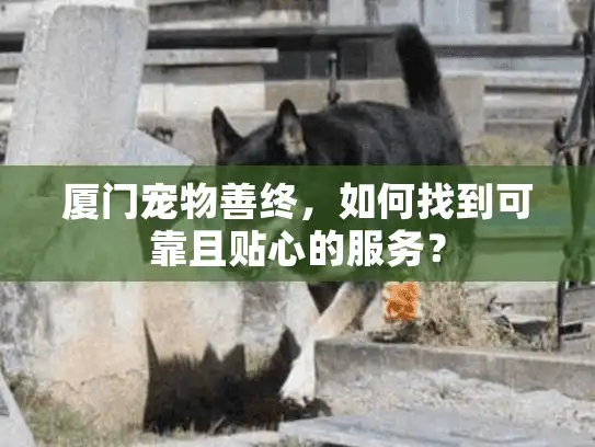 厦门宠物善终，如何找到可靠且贴心的服务？