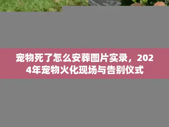 宠物死了怎么安葬图片实录，2024年宠物火化现场与告别仪式