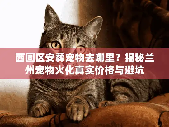 西固区安葬宠物去哪里？揭秘兰州宠物火化真实价格与避坑
