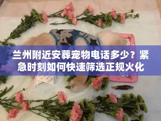兰州附近安葬宠物电话多少？紧急时刻如何快速筛选正规火化机构