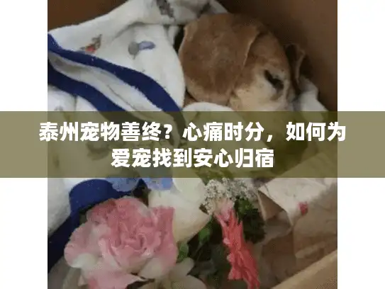 泰州宠物善终？心痛时分，如何为爱宠找到安心归宿