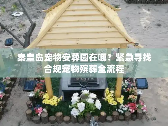秦皇岛宠物安葬园在哪？紧急寻找合规宠物殡葬全流程