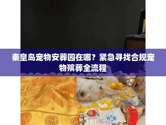 秦皇岛宠物安葬园在哪？紧急寻找合规宠物殡葬全流程