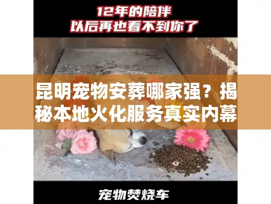 昆明宠物安葬哪家强？揭秘本地火化服务真实内幕与避坑细节