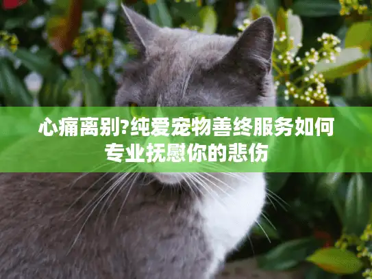 心痛离别?纯爱宠物善终服务如何专业抚慰你的悲伤