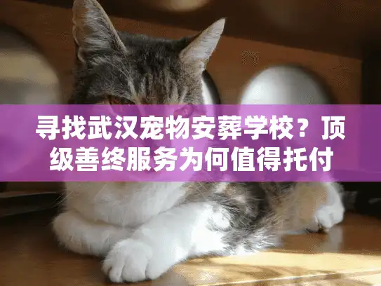 寻找武汉宠物安葬学校？顶级善终服务为何值得托付