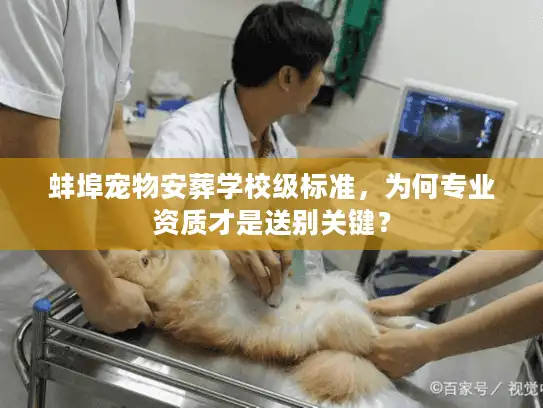 蚌埠宠物安葬学校级标准，为何专业资质才是送别关键？