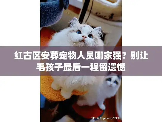 红古区安葬宠物人员哪家强？别让毛孩子最后一程留遗憾
