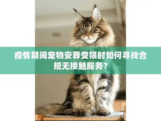 疫情期间宠物安葬受限时如何寻找合规无接触服务？