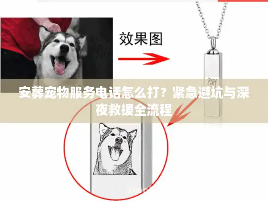 安葬宠物服务电话怎么打？紧急避坑与深夜救援全流程