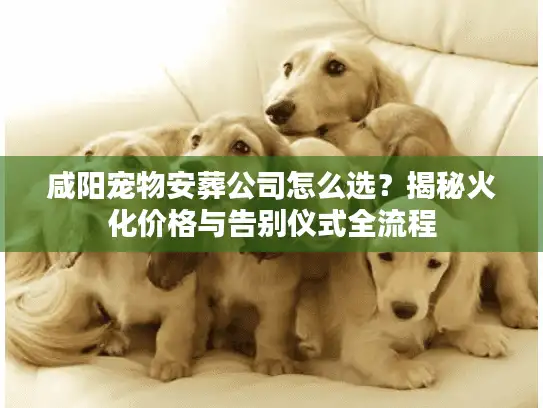 咸阳宠物安葬公司怎么选？揭秘火化价格与告别仪式全流程