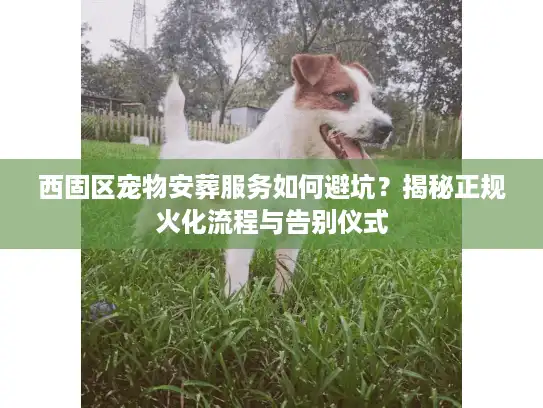 西固区宠物安葬服务如何避坑？揭秘正规火化流程与告别仪式