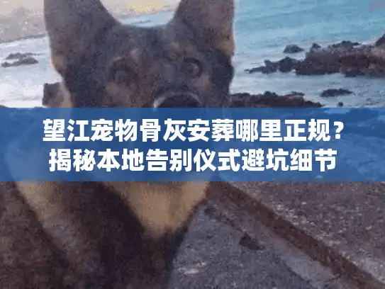 望江宠物骨灰安葬哪里正规？揭秘本地告别仪式避坑细节