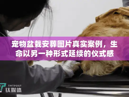 宠物盆栽安葬图片真实案例，生命以另一种形式延续的仪式感