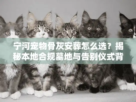 宁河宠物骨灰安葬怎么选？揭秘本地合规墓地与告别仪式背后的门道