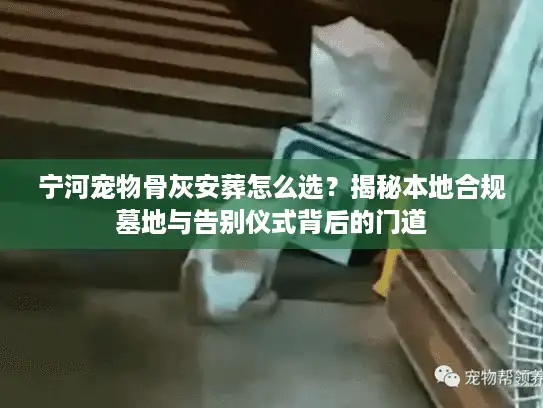 宁河宠物骨灰安葬怎么选？揭秘本地合规墓地与告别仪式背后的门道