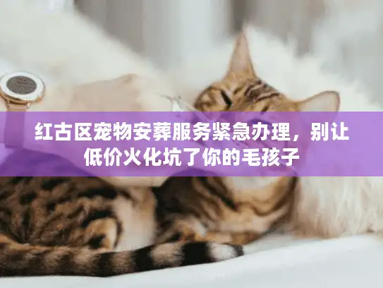 红古区宠物安葬服务紧急办理，别让低价火化坑了你的毛孩子