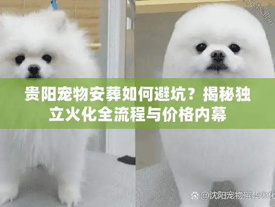 贵阳宠物安葬如何避坑？揭秘独立火化全流程与价格内幕