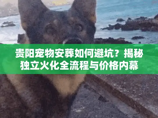 贵阳宠物安葬如何避坑？揭秘独立火化全流程与价格内幕