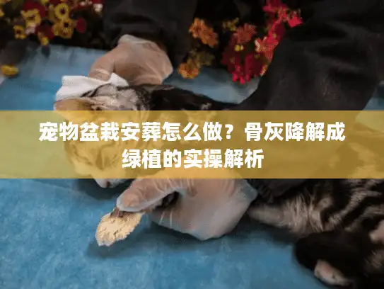 宠物盆栽安葬怎么做？骨灰降解成绿植的实操解析