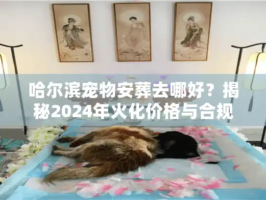 哈尔滨宠物安葬去哪好？揭秘2024年火化价格与合规善终服务