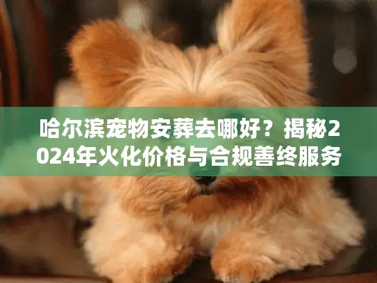 哈尔滨宠物安葬去哪好？揭秘2024年火化价格与合规善终服务