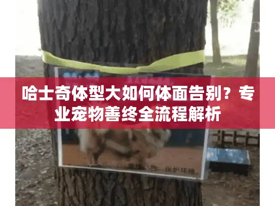 哈士奇体型大如何体面告别？专业宠物善终全流程解析