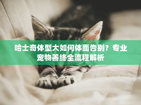 哈士奇体型大如何体面告别？专业宠物善终全流程解析