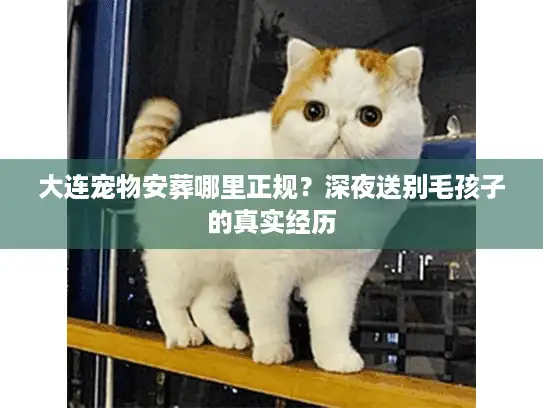 大连宠物安葬哪里正规？深夜送别毛孩子的真实经历