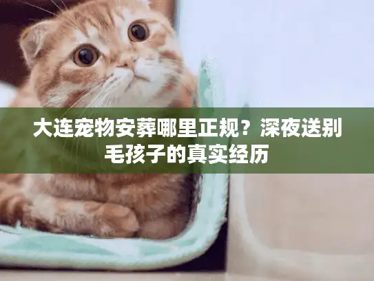 大连宠物安葬哪里正规？深夜送别毛孩子的真实经历