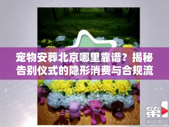宠物安葬北京哪里靠谱？揭秘告别仪式的隐形消费与合规流程