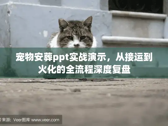 宠物安葬ppt实战演示，从接运到火化的全流程深度复盘
